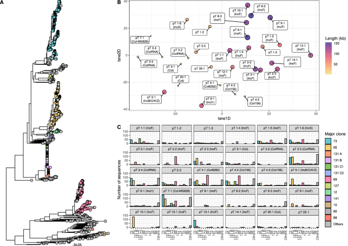 Plasmid-driven strategies for clone success in Escherichia coli
