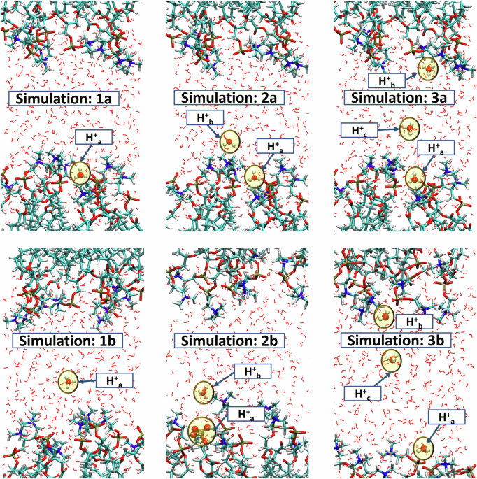 Multi-proton dynamics near membrane-water interface