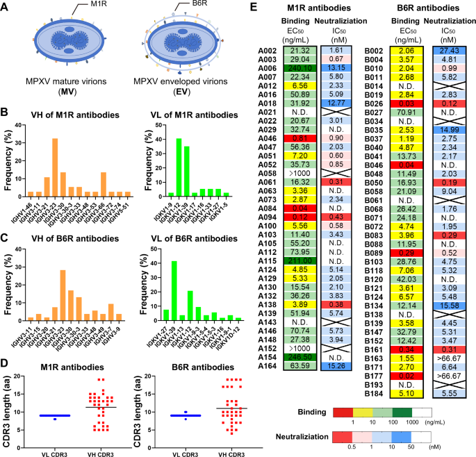 Generation and characterization of neutralizing antibodies against M1R and B6R proteins of monkeypox virus