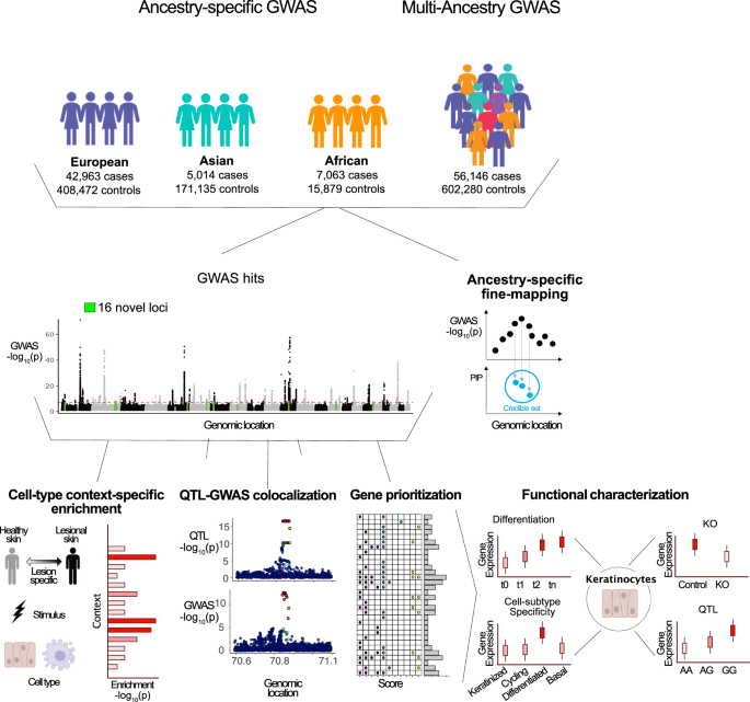 Integration of GWAS, QTLs and keratinocyte functional assays reveals molecular mechanisms of atopic dermatitis