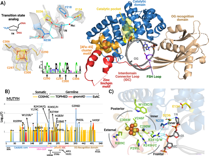 Structure of human MUTYH and functional profiling of cancer-associated variants reveal an allosteric network between its [4Fe-4S] cluster cofactor and active site required for DNA repair