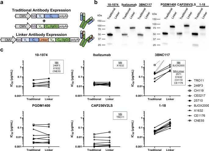 Multilayered HIV-1 resistance in HSPCs through CCR5 Knockout and B cell secretion of HIV-inhibiting antibodies