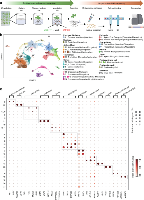 Comparative single-nucleus RNA-seq analysis revealed localized and cell type-specific pathways governing root-microbiome interactions