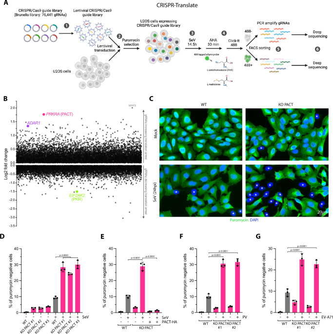 Cooperative role of PACT and ADAR1 in preventing aberrant PKR activation by self-derived double-stranded RNA
