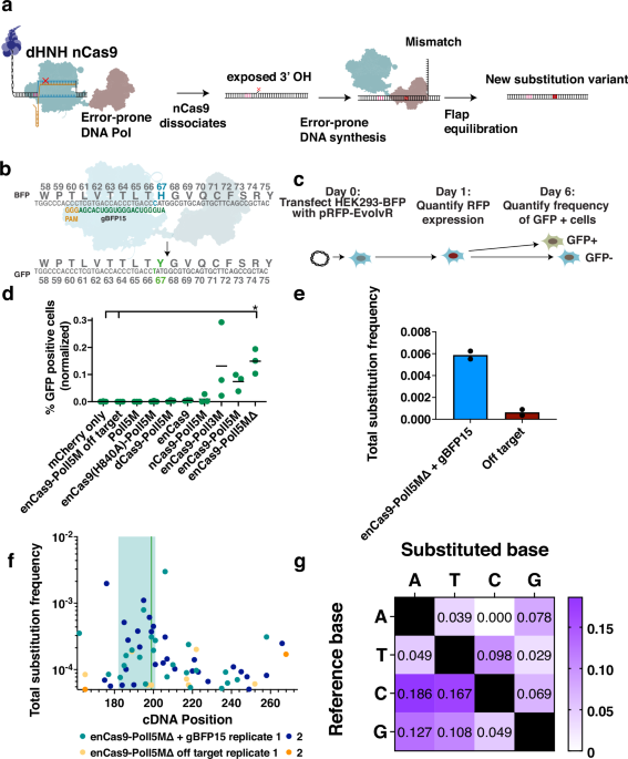 Nickase fidelity drives EvolvR-mediated diversification in mammalian cells