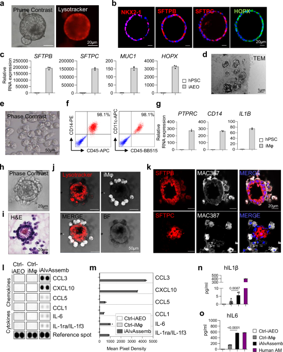 Generation of induced alveolar assembloids with functional alveolar-like macrophages