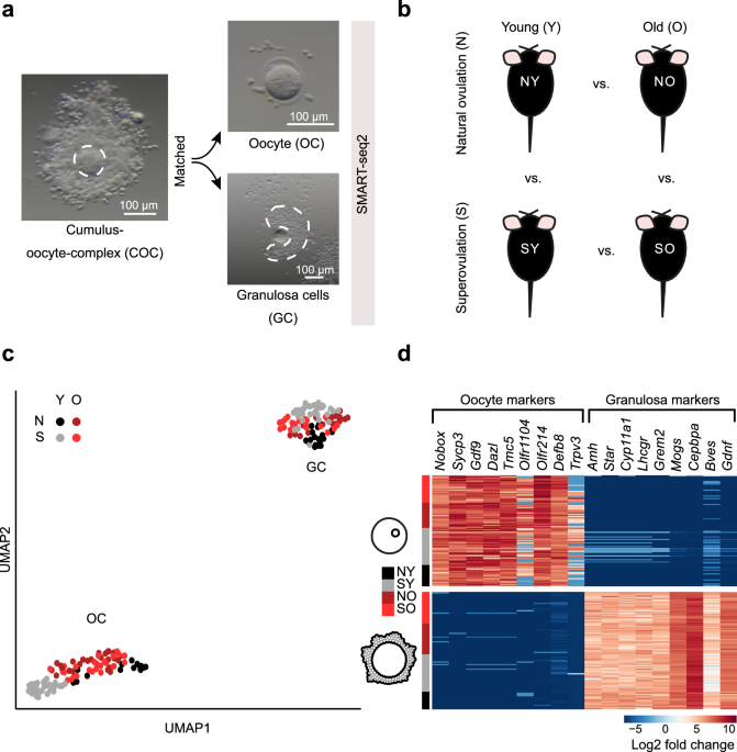 Granulosa cell transcription is similarly impacted by superovulation and aging and predicts early embryonic trajectories