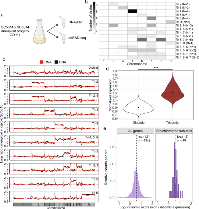 Aneuploidy confers a unique transcriptional and phenotypic profile to Candida albicans