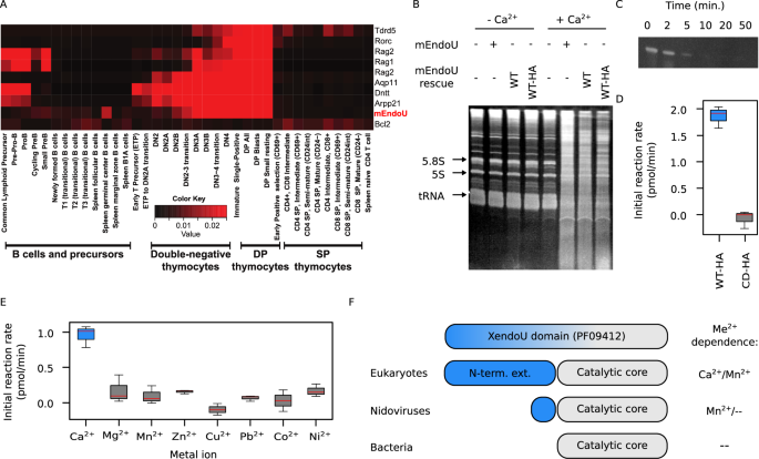 Molecular basis for the calcium-dependent activation of the ribonuclease EndoU