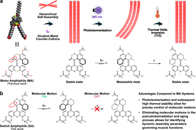 Photoactuating artificial muscle from supramolecular assembly of an overcrowded alkene-derived molecular switch