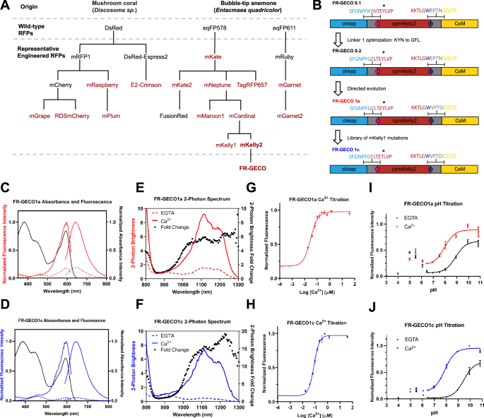 Far-red fluorescent genetically encoded calcium ion indicators