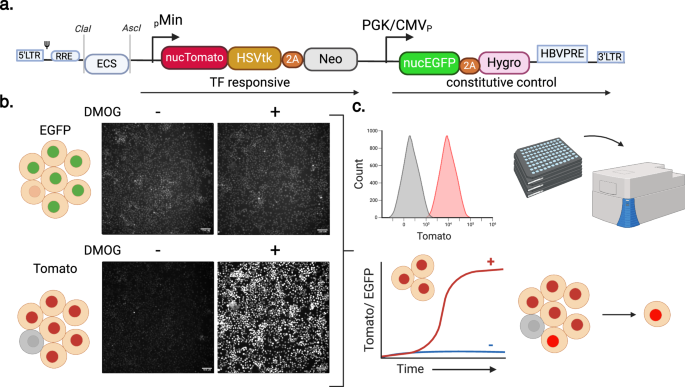 dFLASH; dual FLuorescent transcription factor activity sensor for histone integrated live-cell reporting and high-content screening