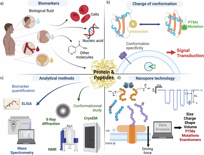 Nanopore sensing of protein and peptide conformation for point-of-care applications