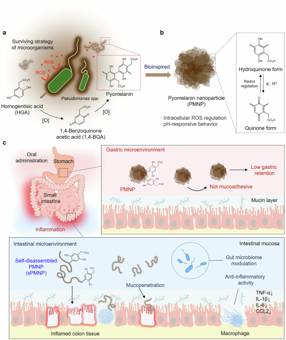 Self-disassembling nanoparticles as oral nanotherapeutics targeting intestinal microenvironment