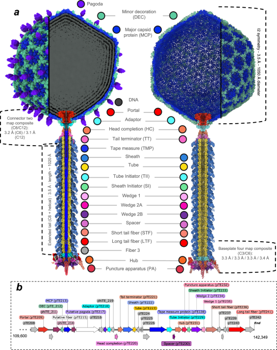 Global structural survey of the flagellotropic myophage φTE infecting agricultural pathogen Pectobacterium atrosepticum