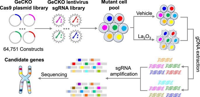 Genetic modulation of rare earth nanoparticle biotransformation shapes biological outcomes