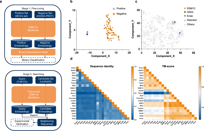 ESM-Ezy: a deep learning strategy for the mining of novel multicopper oxidases with superior properties