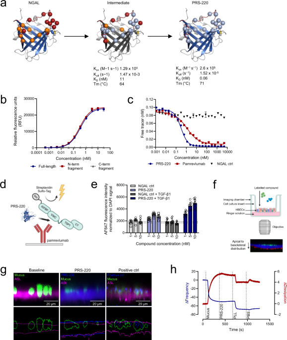 Preclinical concept studies showing advantage of an inhaled anti-CTGF/CCN2 protein for pulmonary fibrosis treatment