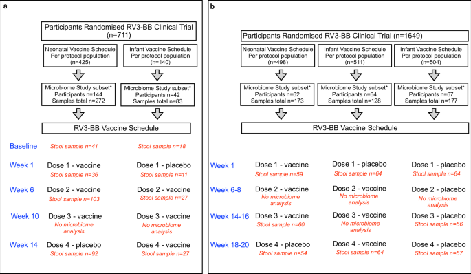 Early-life gut microbiome associates with positive vaccine take and shedding in neonatal schedule of the human neonatal rotavirus vaccine RV3-BB