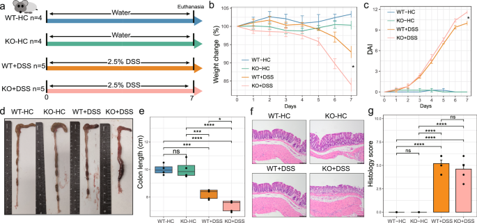 Balance between bile acid conjugation and hydrolysis activity can alter outcomes of gut inflammation