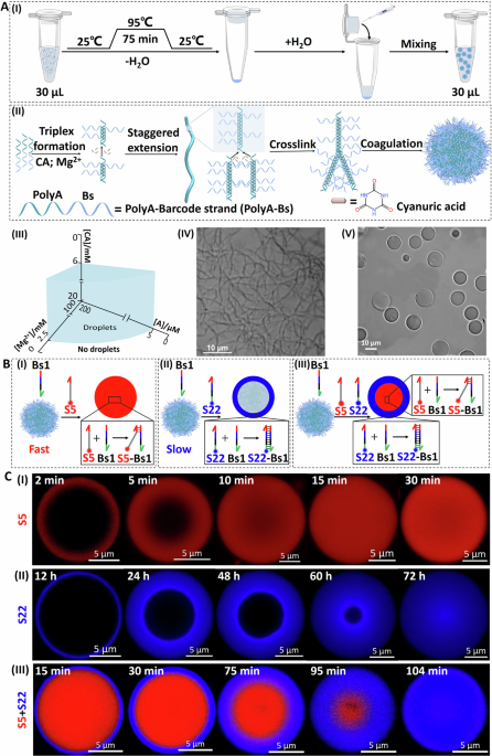 Spatiotemporal dynamic and catalytically mediated reconfiguration of compartmentalized cyanuric acid/polyadenine DNA microdroplet condensates