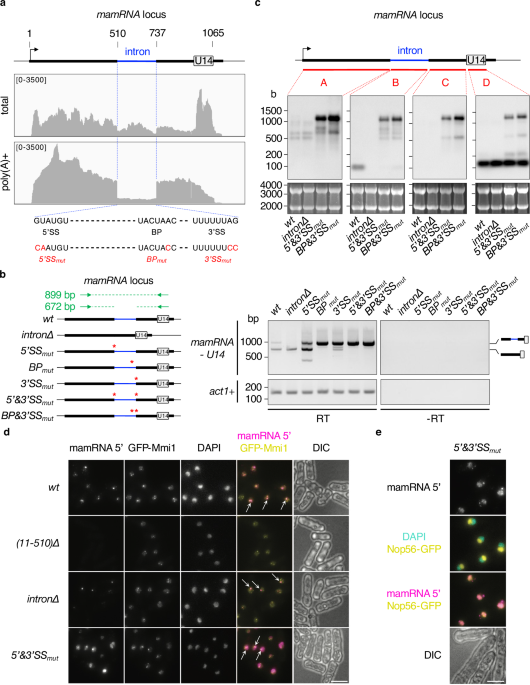 A bifunctional snoRNA with separable activities in guiding rRNA 2’-O-methylation and scaffolding gametogenesis effectors