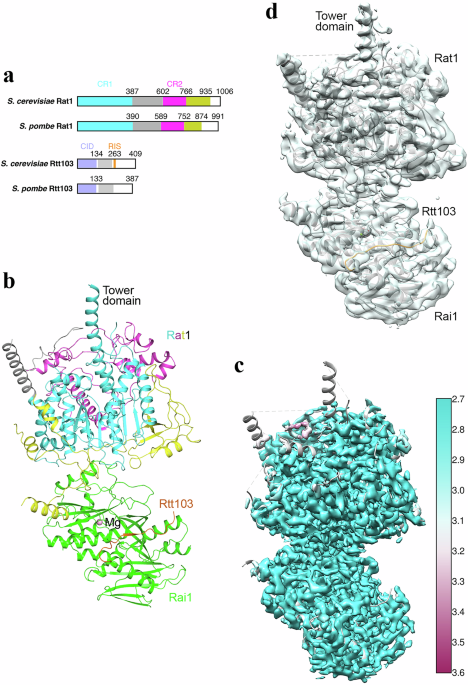 Molecular basis for the interaction between Saccharomyces cerevisiae Rtt103 and the Rat1-Rai1 complex
