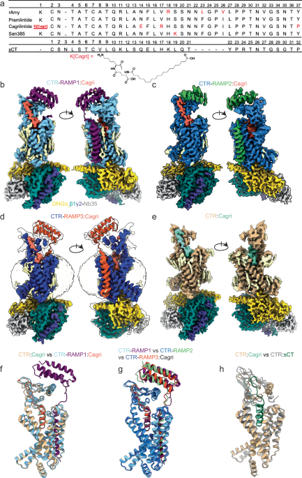 Structural and dynamic features of cagrilintide binding to calcitonin and amylin receptors