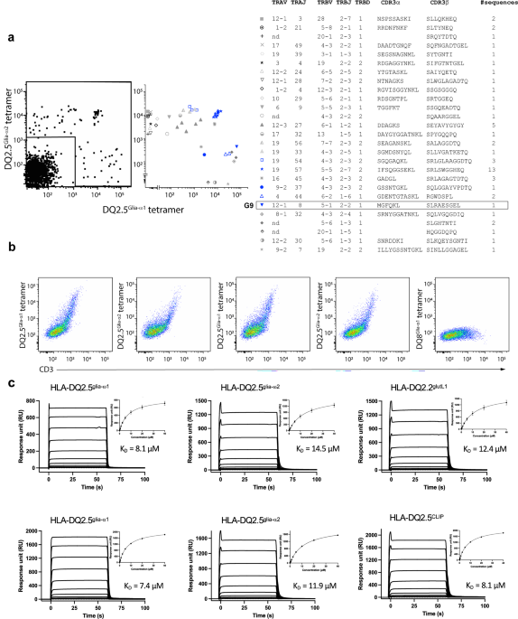 A naturally selected αβ T cell receptor binds HLA-DQ2 molecules without co-contacting the presented peptide