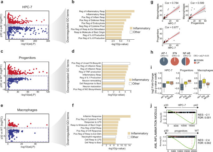 Mutant CEBPA promotes tolerance to inflammatory stress through deficient AP-1 activation
