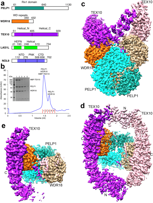 Molecular insights into the overall architecture of human rixosome