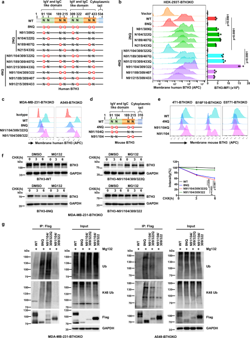 Targeting site-specific N-glycosylated B7H3 induces potent antitumor immunity