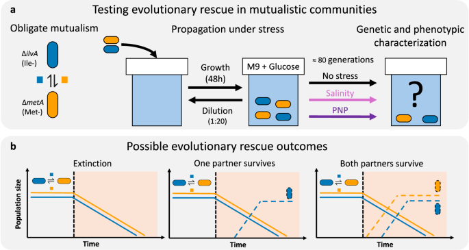Mutualism breakdown underpins evolutionary rescue in an obligate cross-feeding bacterial consortium