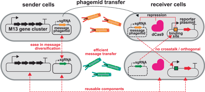 Engineering intercellular communication using M13 phagemid and CRISPR-based gene regulation for multicellular computing in Escherichia coli