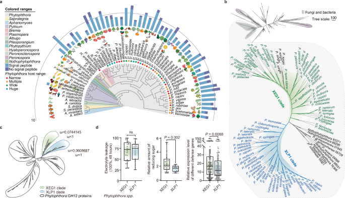 Specific selection on XEG1 and XLP1 genes correlates with host range and adaptability in Phytophthora