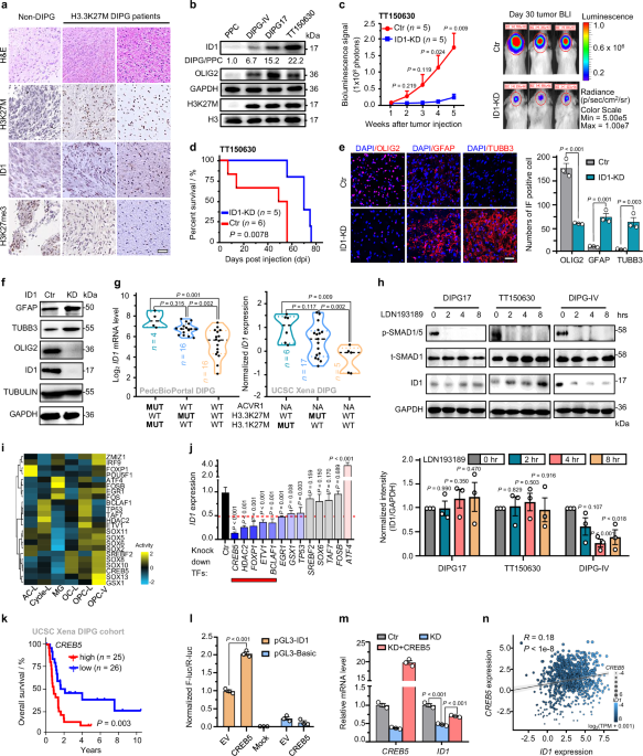 An oncohistone-driven H3.3K27M/CREB5/ID1 axis maintains the stemness and malignancy of diffuse intrinsic pontine glioma