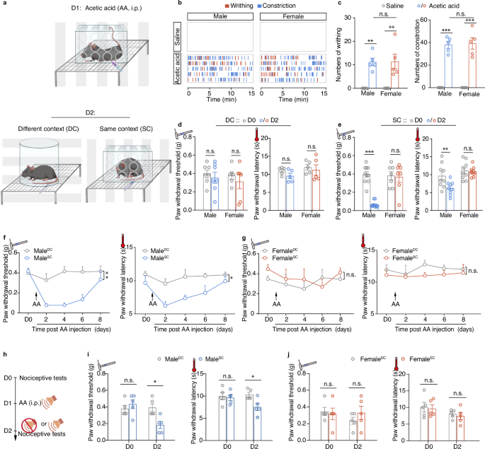 A neural circuit for sex-dependent conditioned pain hypersensitivity in mice