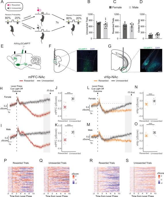 Reward integration in prefrontal-cortical and ventral-hippocampal nucleus accumbens inputs cooperatively modulates engagement
