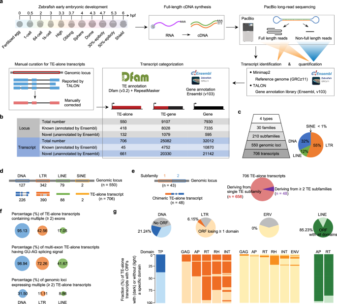 Zygotic activation of transposable elements during zebrafish early embryogenesis