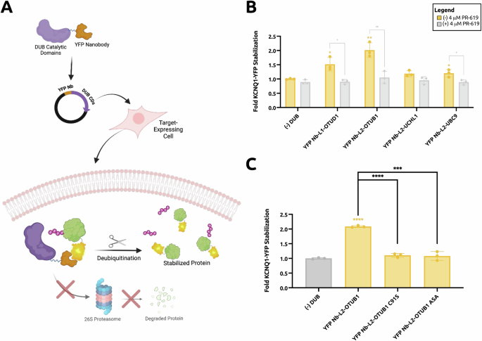 Programmable protein stabilization with language model-derived peptide guides