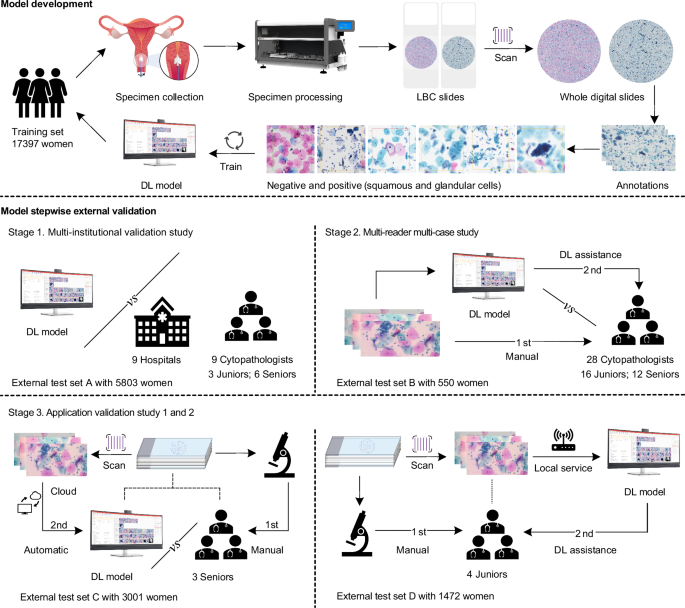 Deep learning enabled liquid-based cytology model for cervical precancer and cancer detection