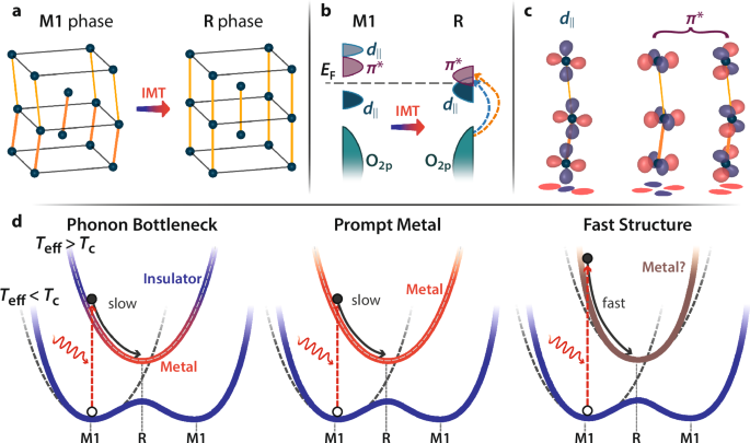 Decoupled few-femtosecond phase transitions in vanadium dioxide