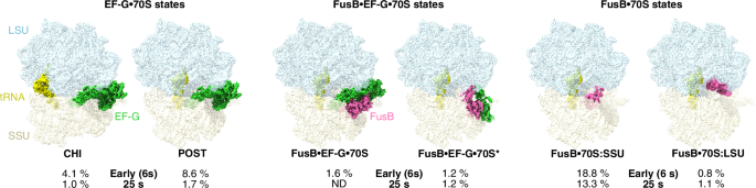 Structural mechanism of FusB-mediated rescue from fusidic acid inhibition of protein synthesis