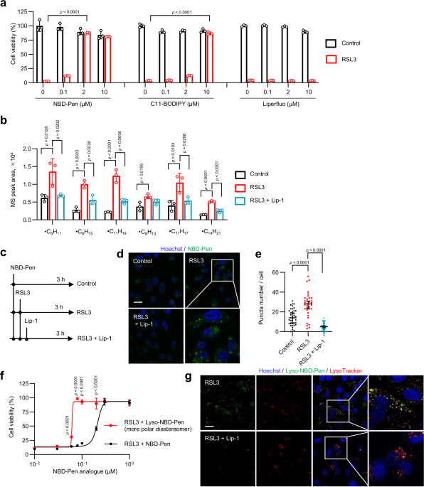 Lysosomal lipid peroxidation contributes to ferroptosis induction via lysosomal membrane permeabilization