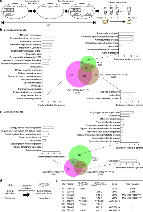Auto-sumoylation of the yeast Ubc9 E2 SUMO-conjugating enzyme extends cellular lifespan