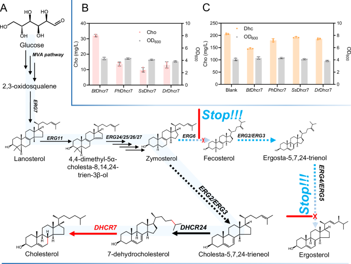 Electron transfer engineering of artificially designed cell factory for complete biosynthesis of steroids