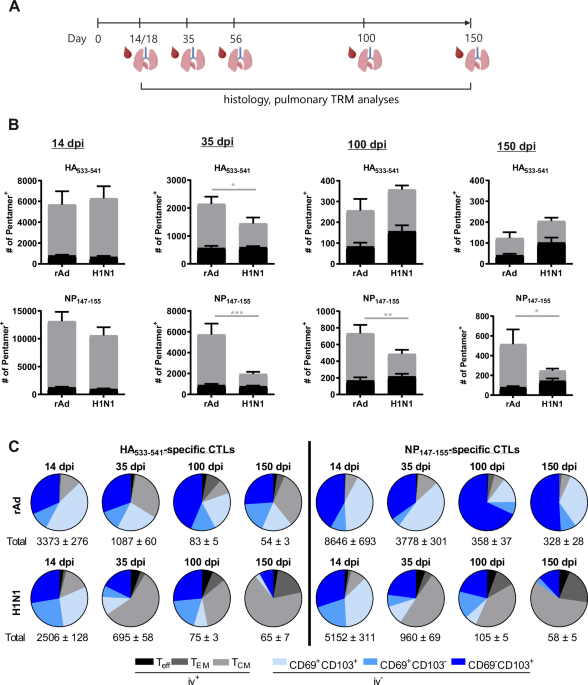 Inflammatory conditions shape phenotypic and functional characteristics of lung-resident memory T cells in mice