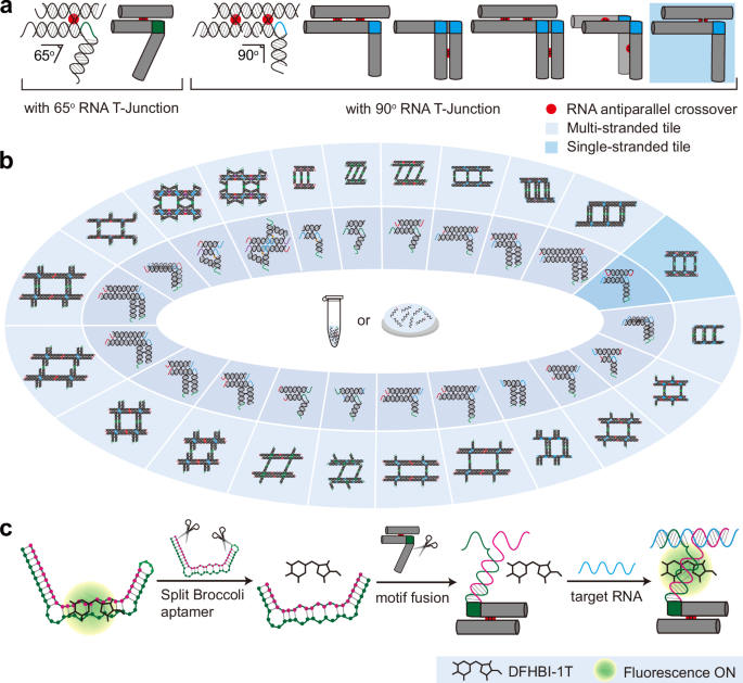 Angle-controllable RNA tiles for programable array assembly and RNA sensing