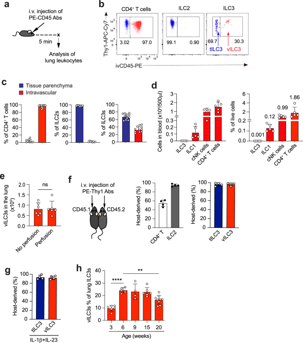 A vasculature-resident innate lymphoid cell population in mouse lungs
