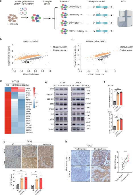 Targeting PLK1-CBX8-GPX4 axis overcomes BRAF/EGFR inhibitor resistance in BRAFV600E colorectal cancer via ferroptosis